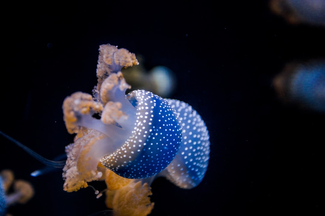 blue and white jellyfish in water