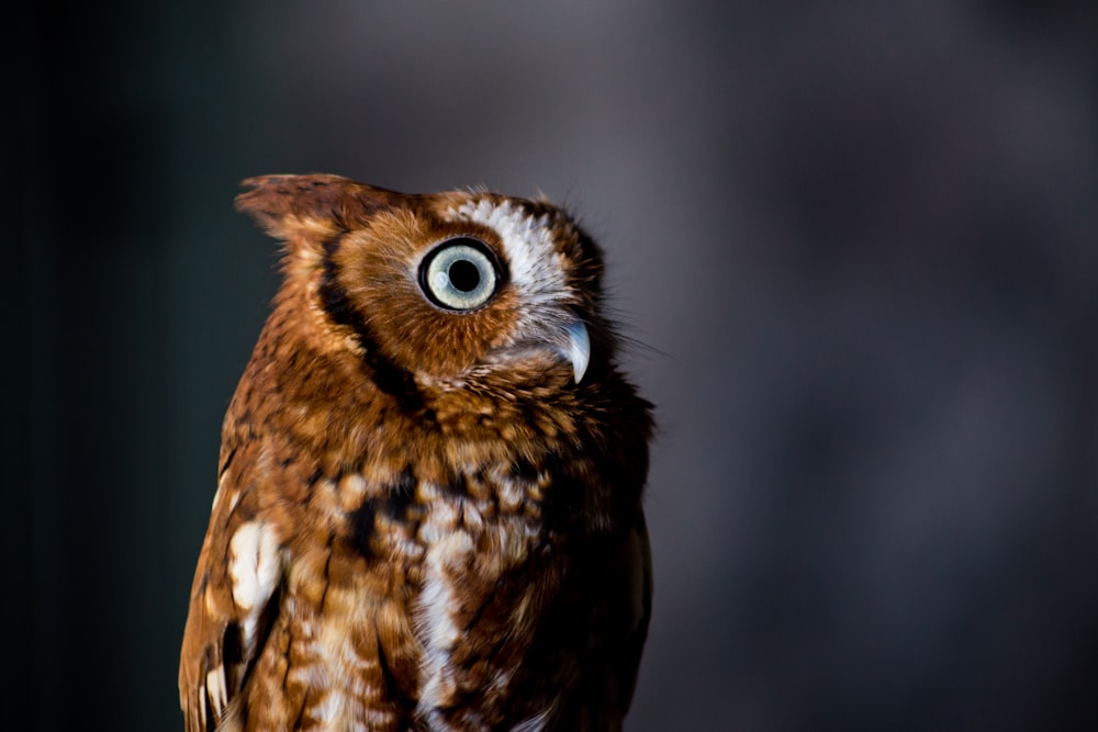 brown owl in close up photography