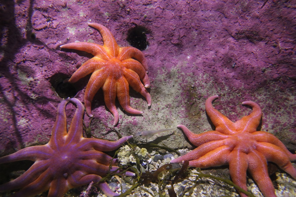 brown starfish on gray sand