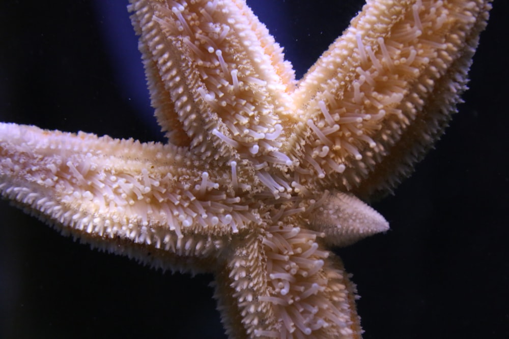 brown and white starfish on black background