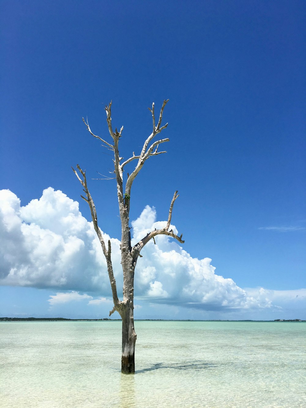 Blattloser Baum am Strand unter blauem Himmel
