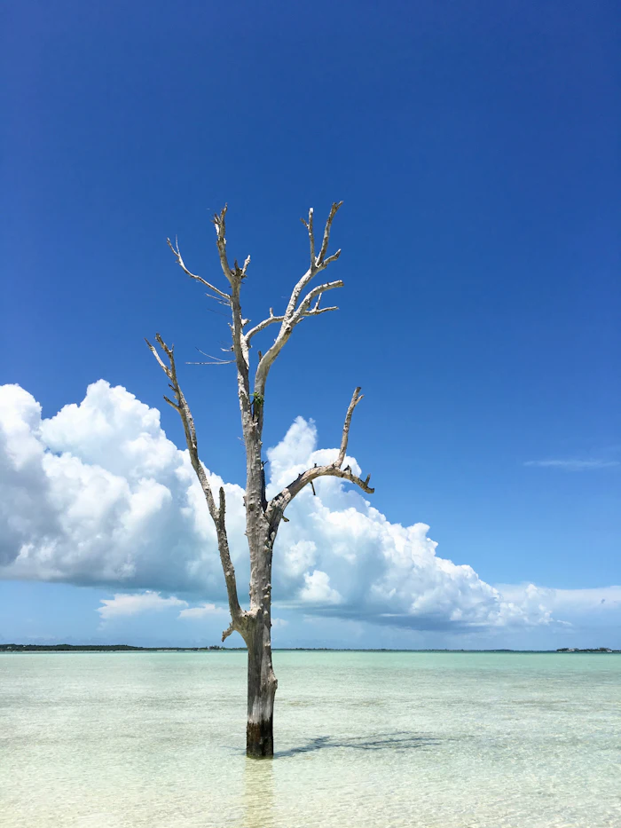 Shallow turquoise water off Harbour Island, Bahamas