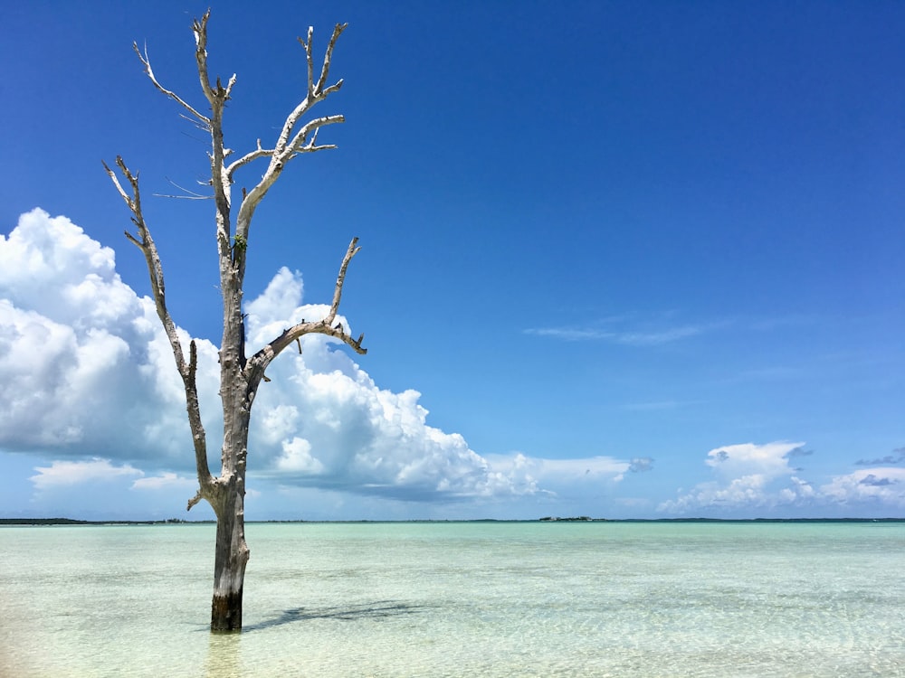 Blattloser Baum am Strand unter blauem Himmel