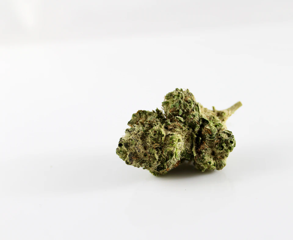 Single marijuana bud rests on its side against a stark white background in profile