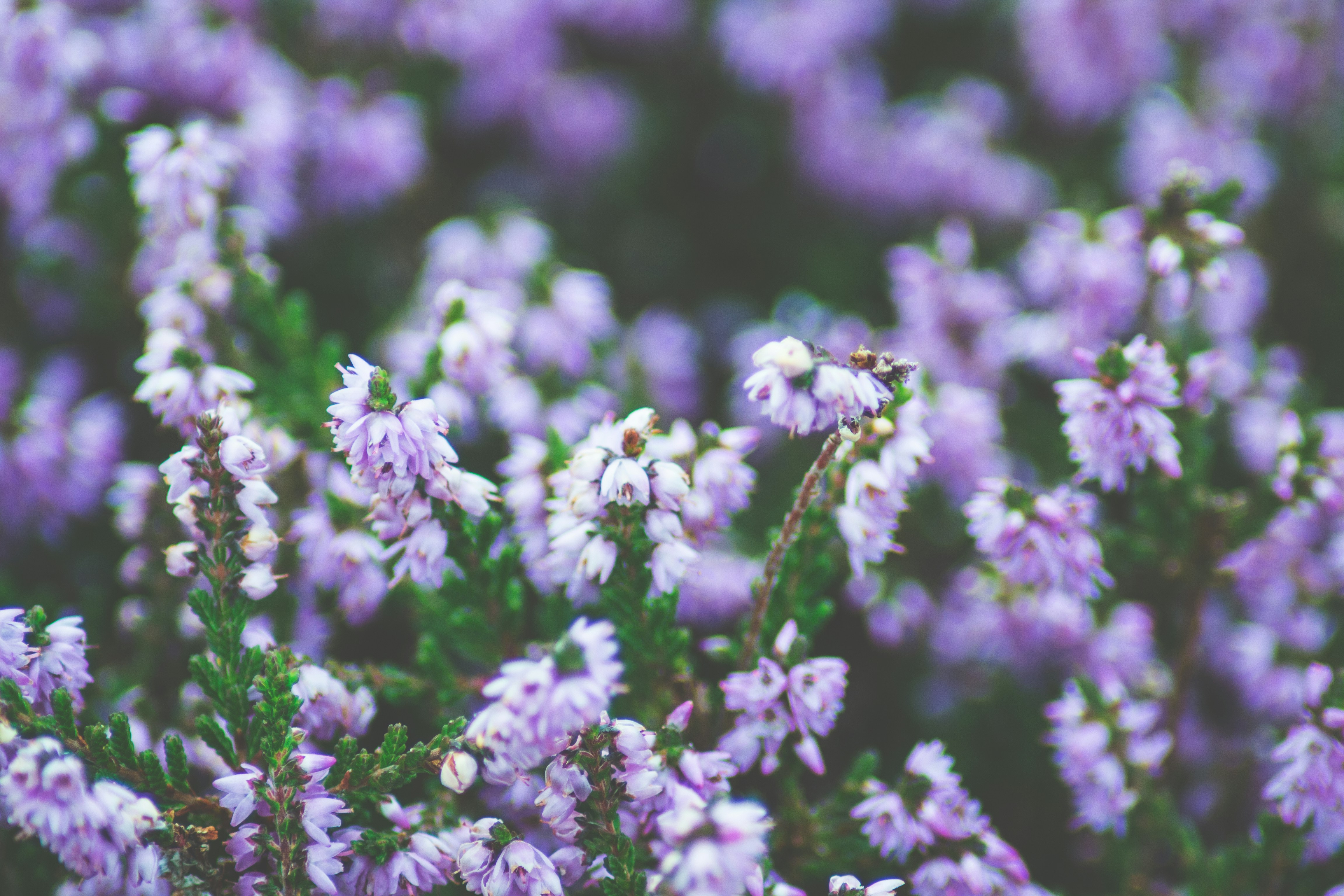 Photo by cherryfactory