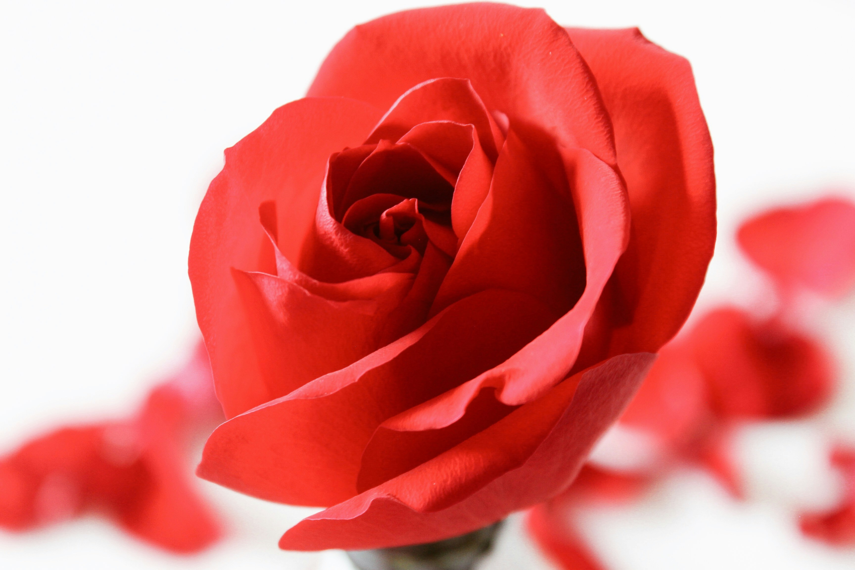 Photo by joyfulcaptures