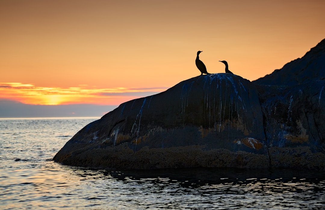 silhouette of person standing on rock formation near body of water during sunset