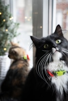 A curious black and white cat with a bright green and red collar sits by a window, gazing up with wide eyes. In the background, another cat, with a more muted and blurred appearance, is also near the window. There are small, warm lights and a green plant visible, enhancing the cozy indoor setting.
