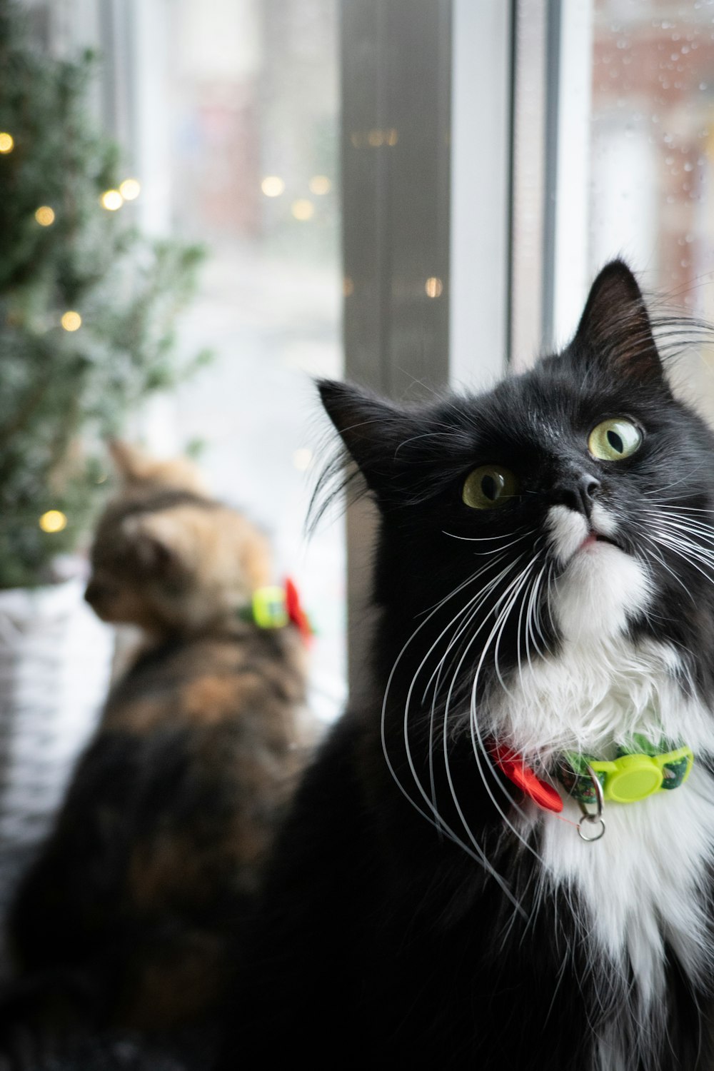 black and white cat with red and green ribbon