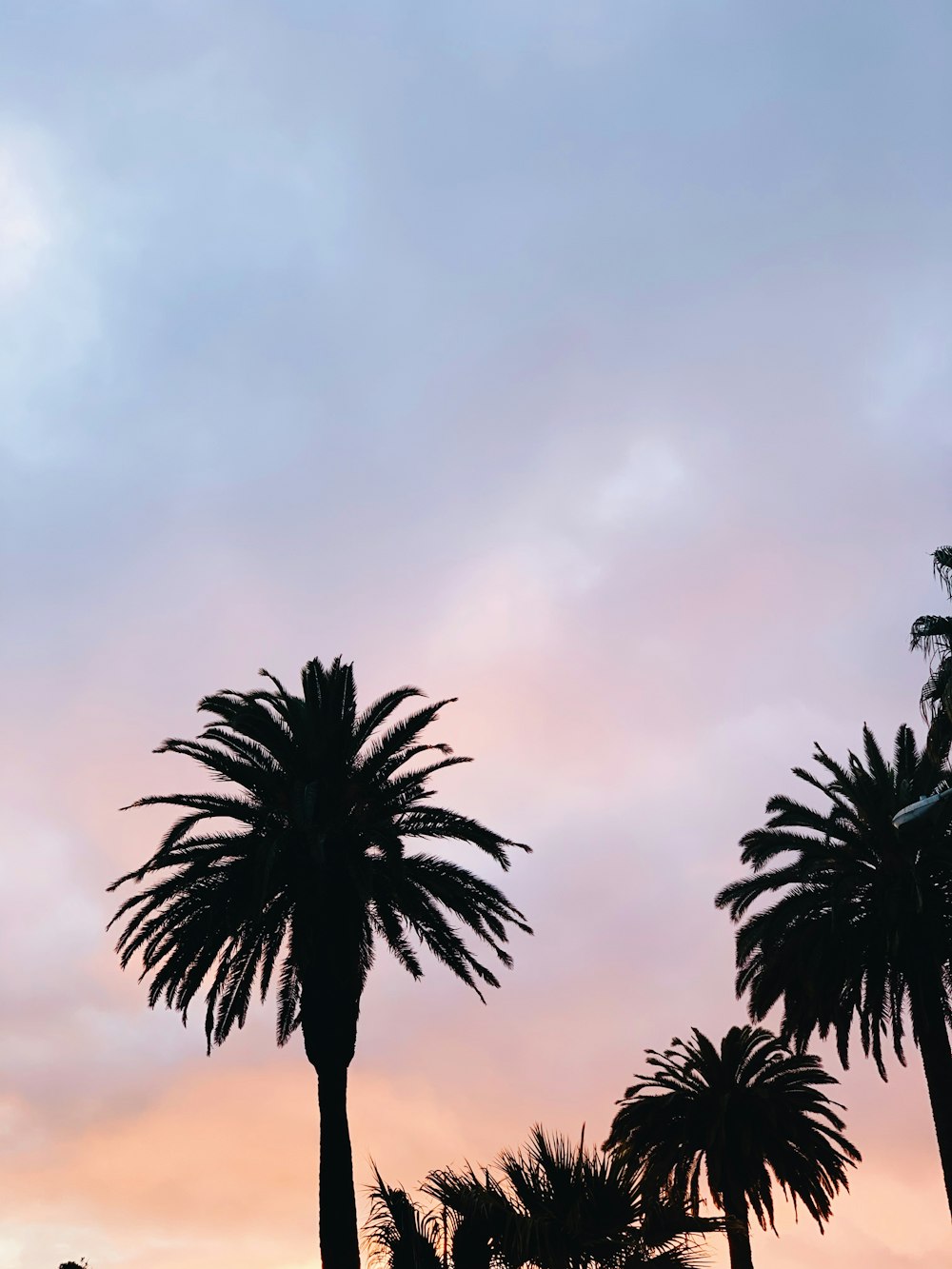 green palm tree under cloudy sky during daytime