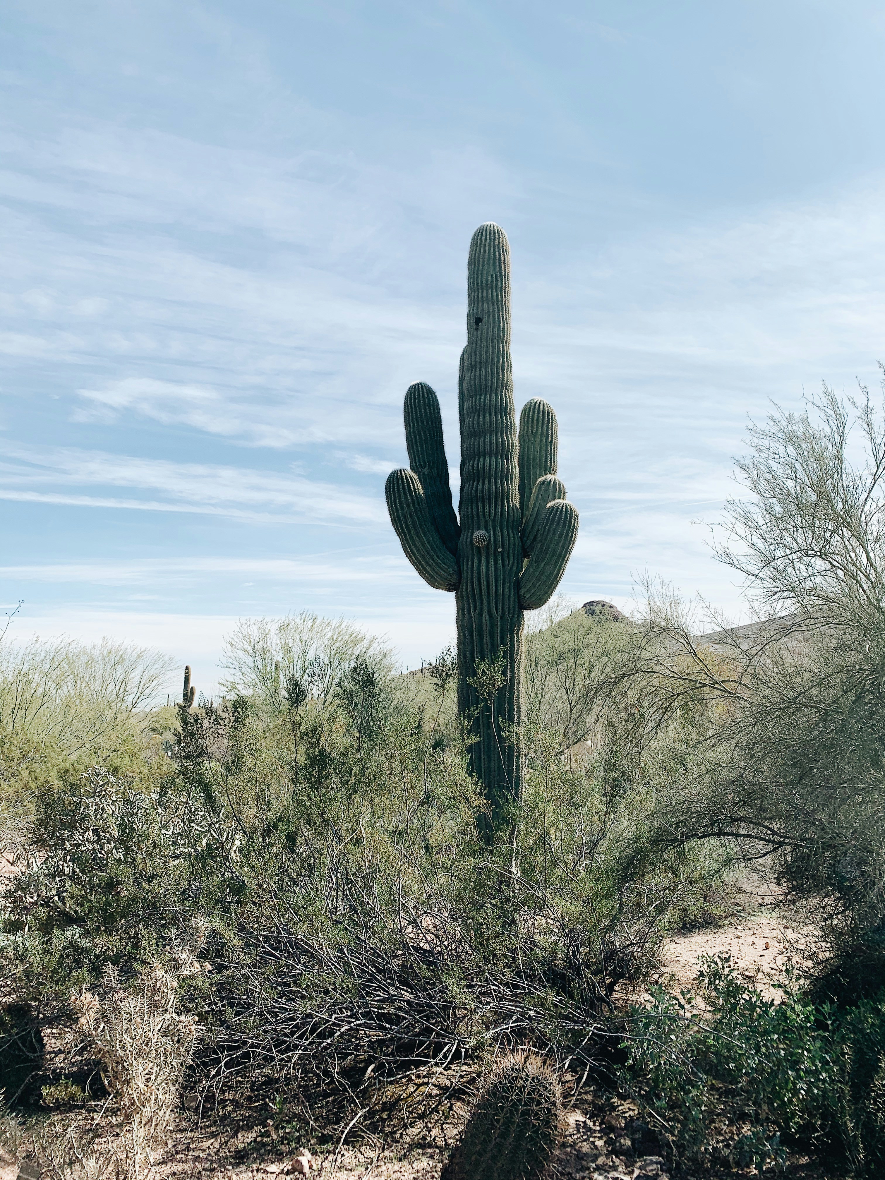 Barrel cactus standing tall in the desert landscape