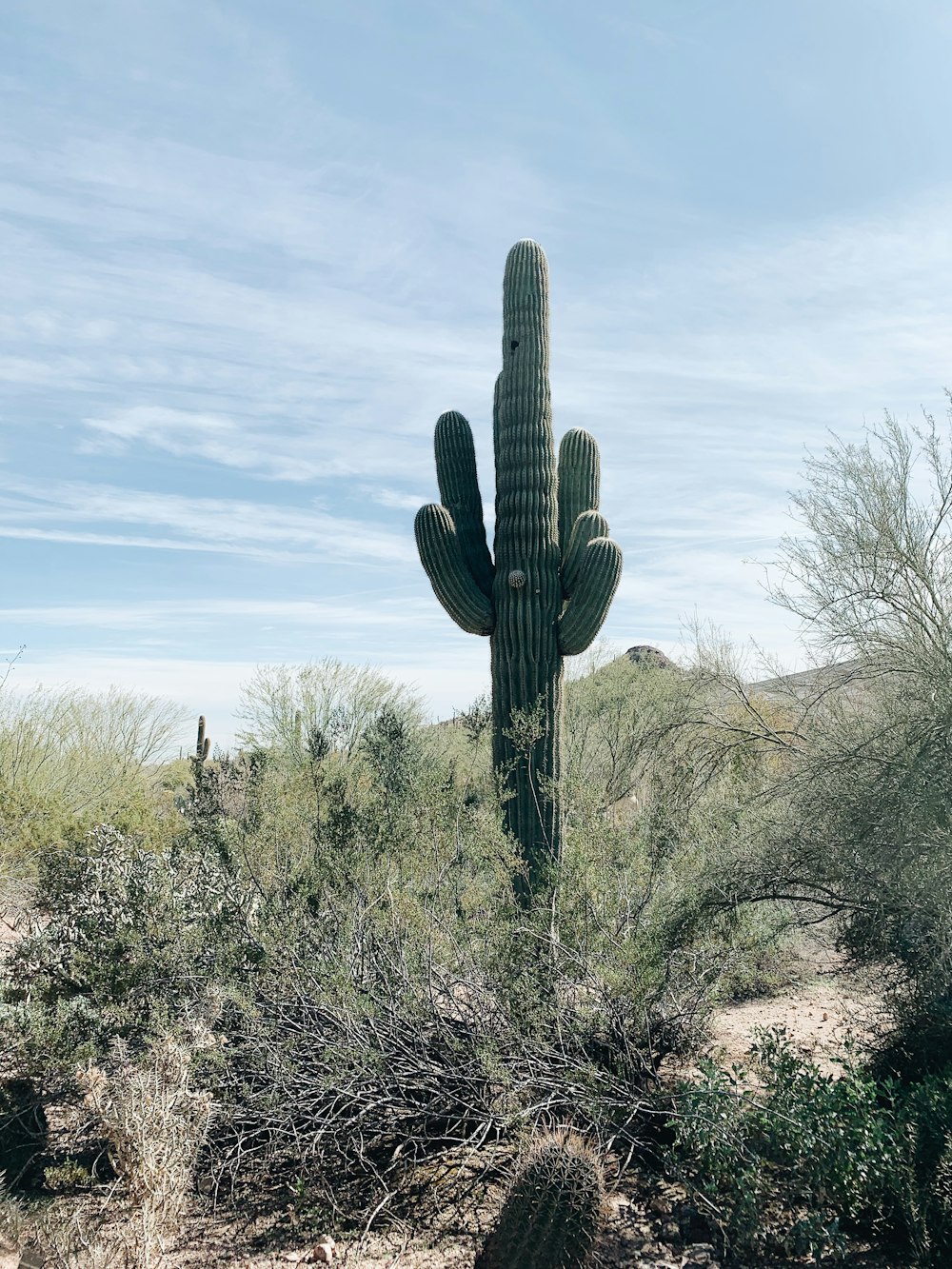 cactus plant on green grass field under blue sky during daytime