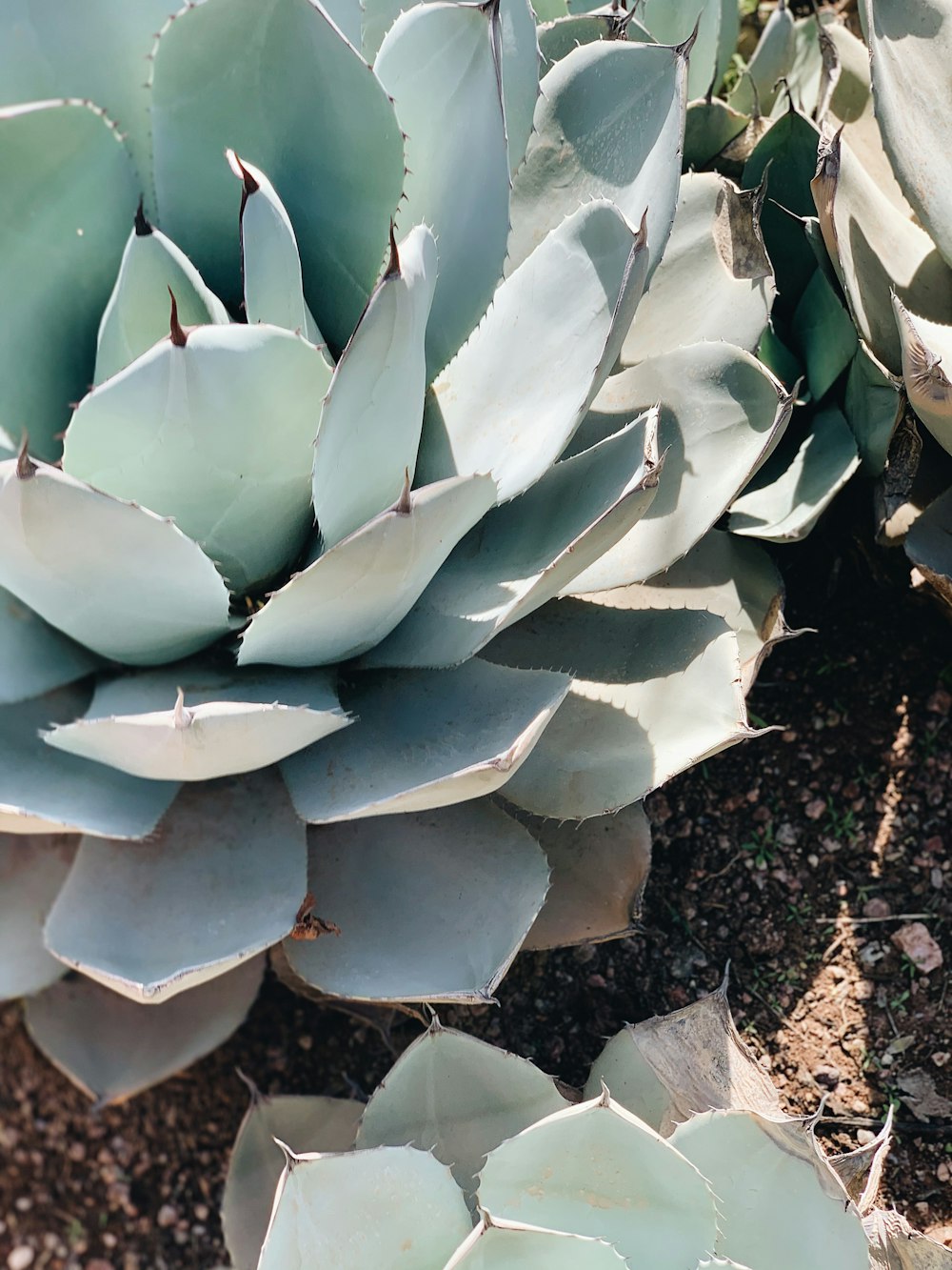 white and green plant on brown soil