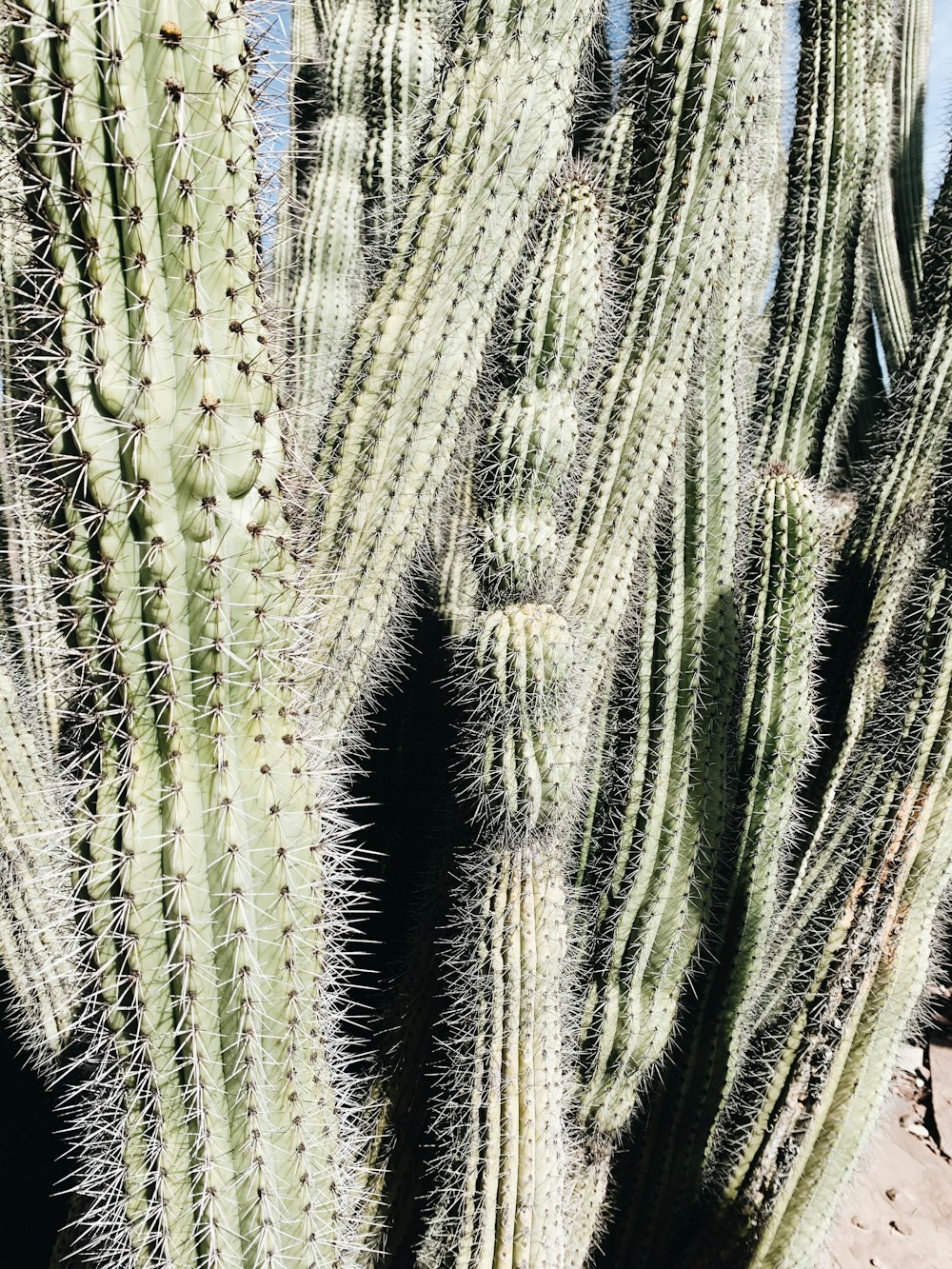 cactus vert en gros plan