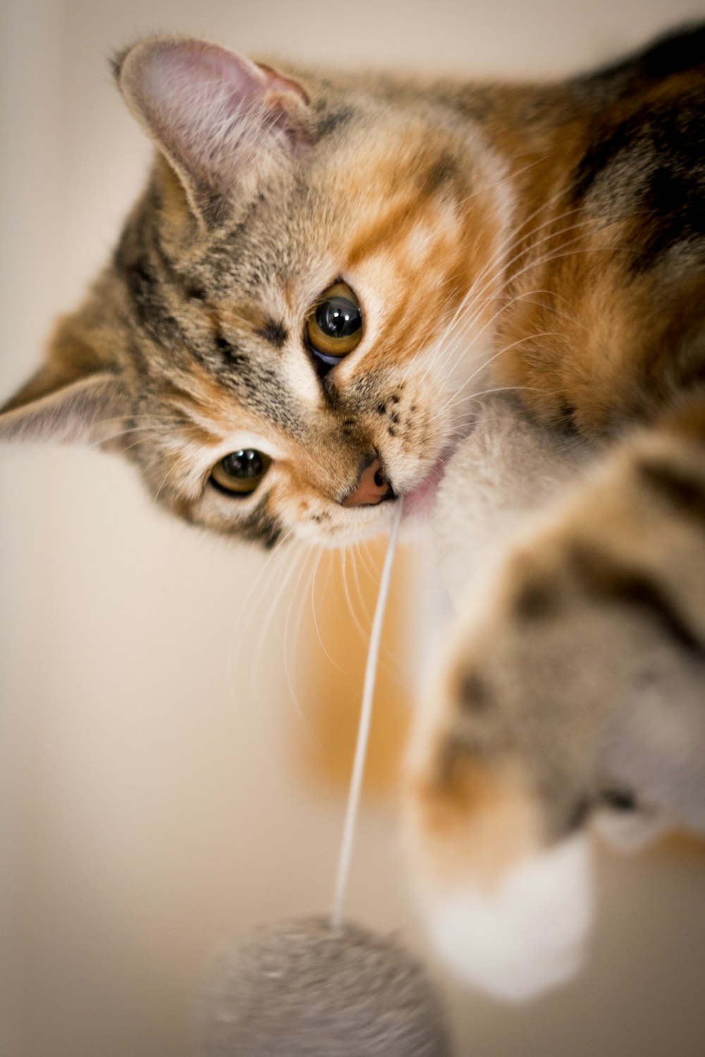 brown tabby cat lying on white textile