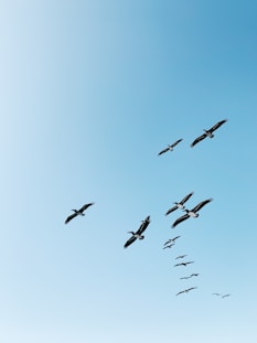 flock of birds flying under blue sky during daytime