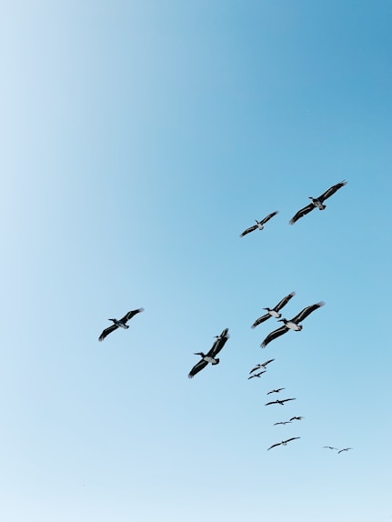 flock of birds flying under blue sky during daytime