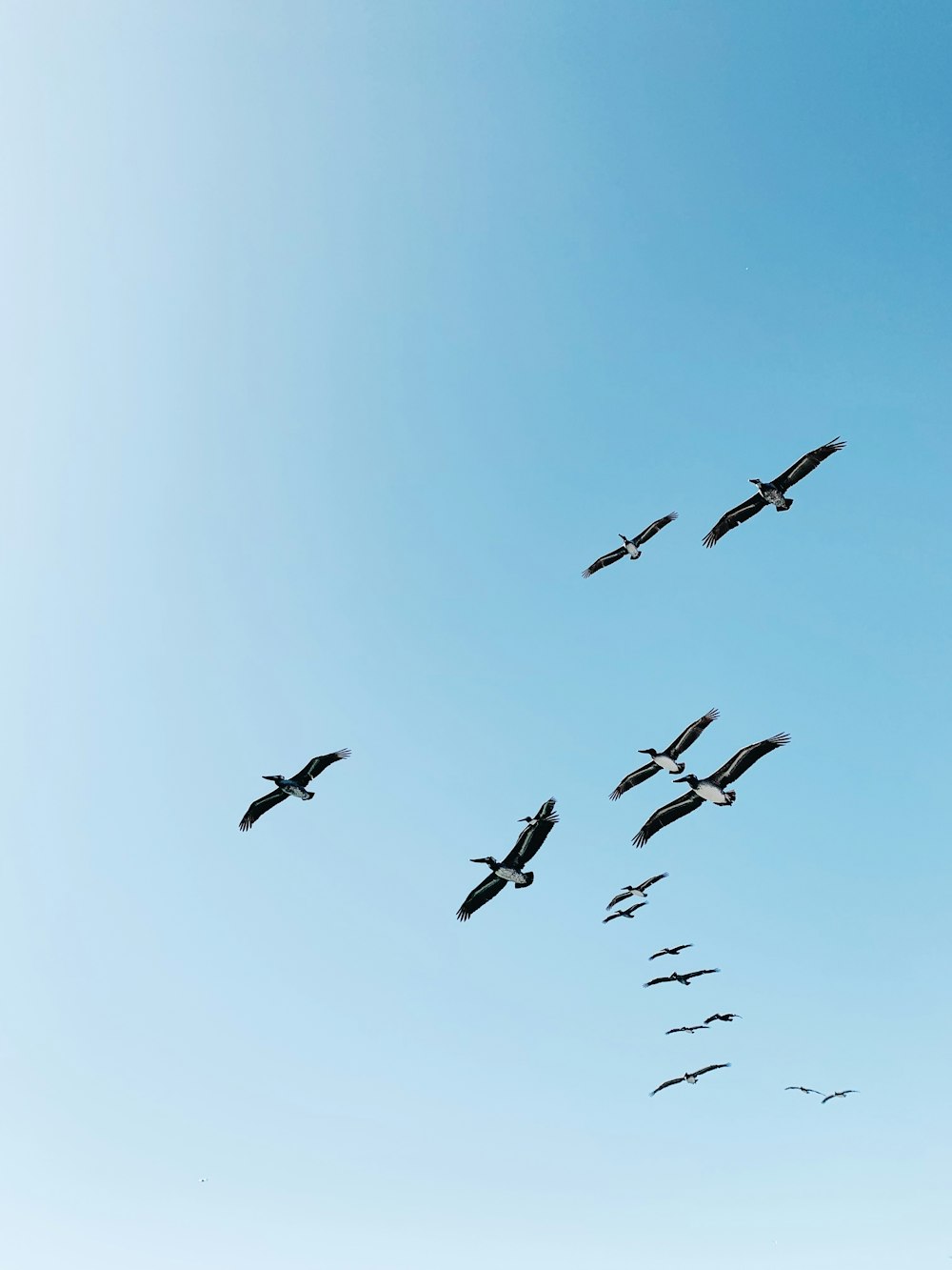 bandada de pájaros volando bajo el cielo azul durante el día