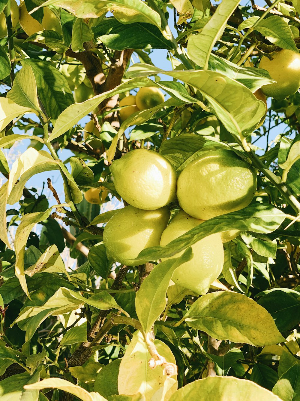 昼間の木の上の緑の実