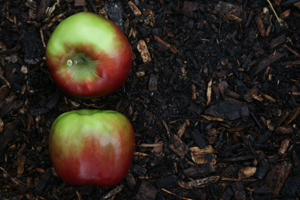 red and green apple fruit on brown soil