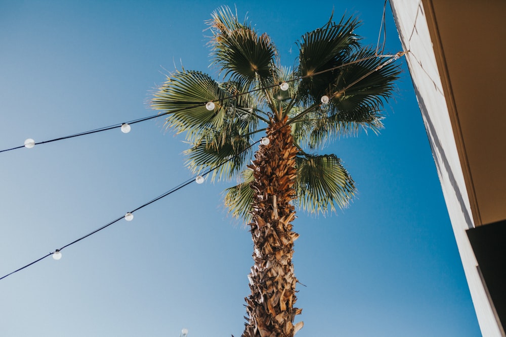 green palm tree under blue sky during daytime