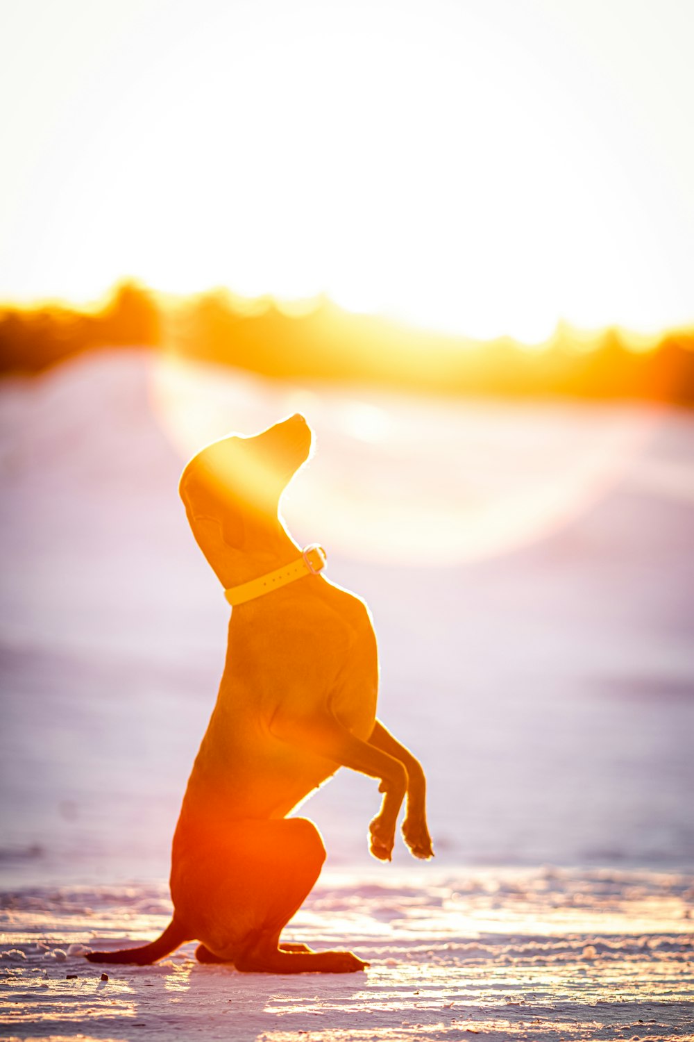 yellow dog standing on beach during sunset