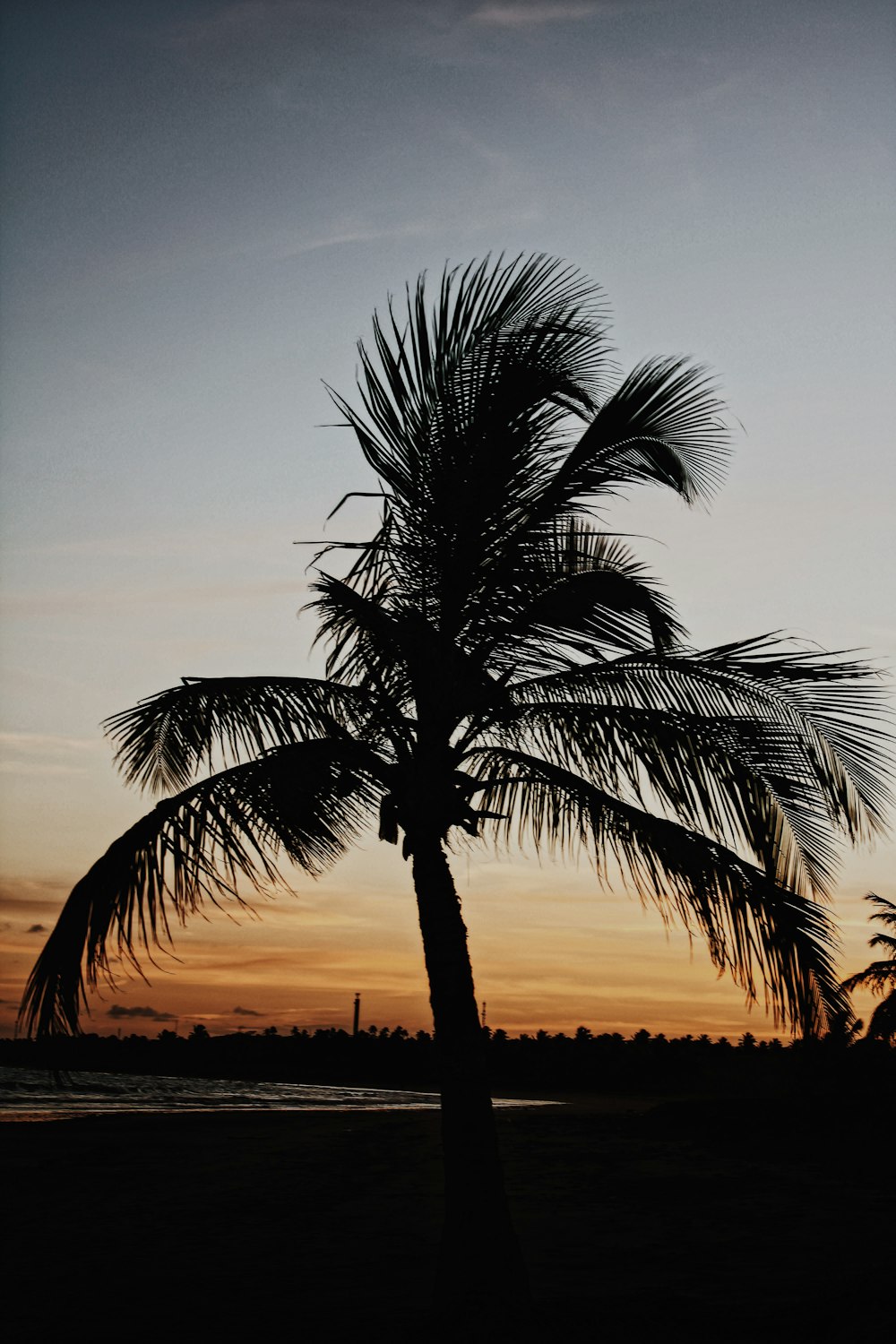 silhouette of palm tree during sunset