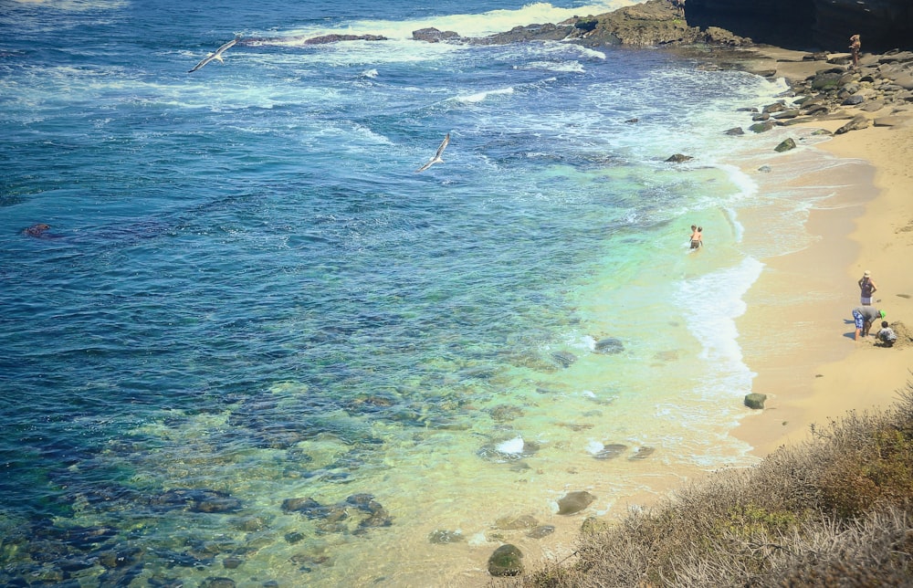 people swimming on beach during daytime