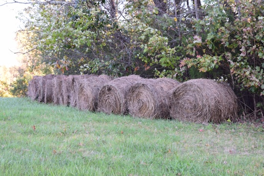 Rows of green haylage bales wrapped in white plastic sitting in a rural Washington farm setting.