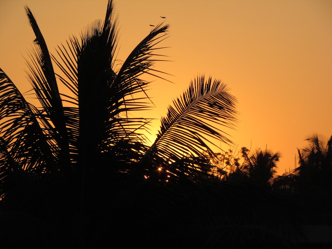 palm tree under orange sky