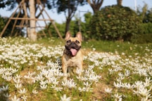 fawn pug on green grass field during daytime