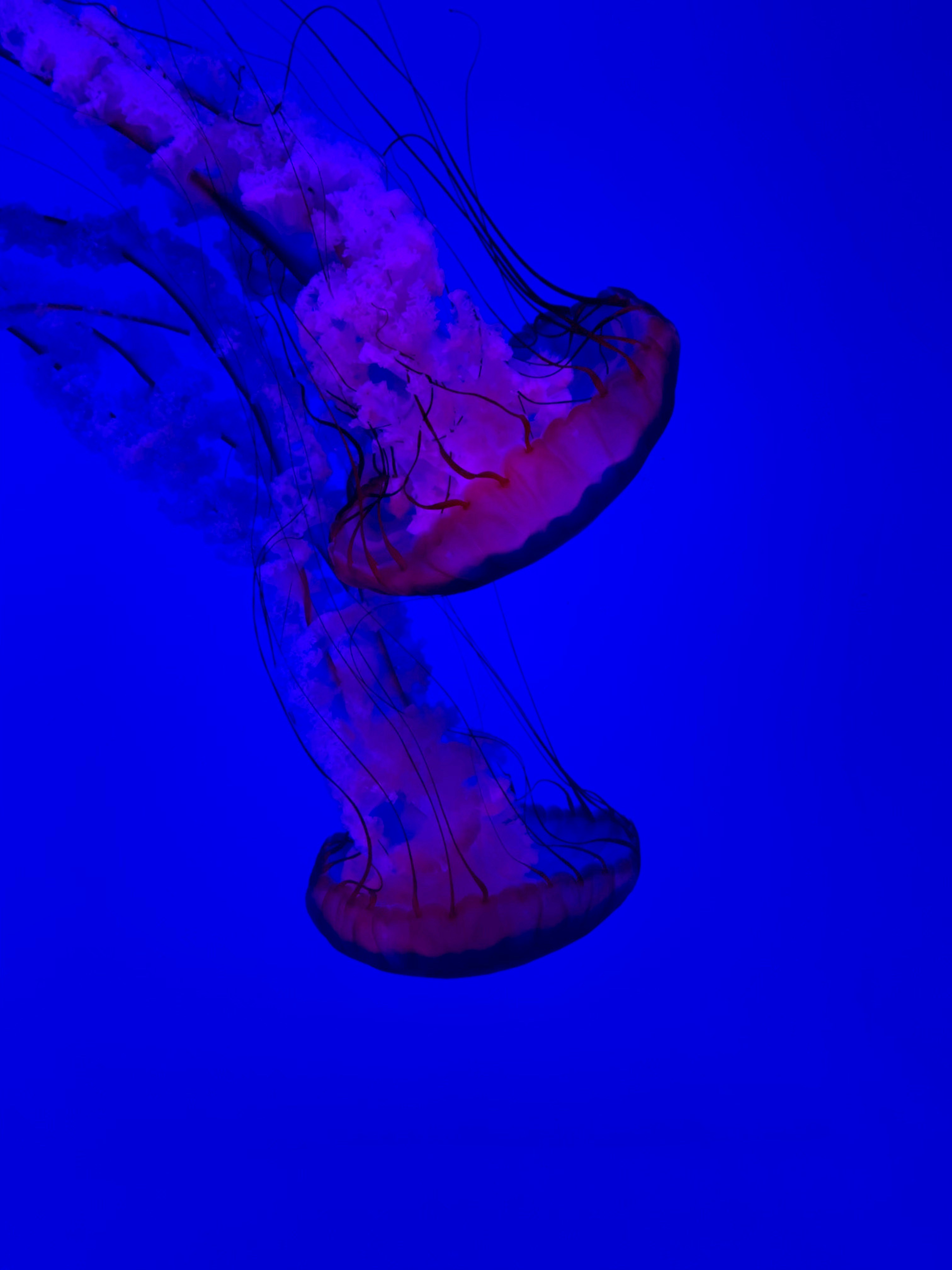 青と白のクラゲのイラストの写真 Unsplashで見つけるカナダのリプリーズ水族館の無料写真