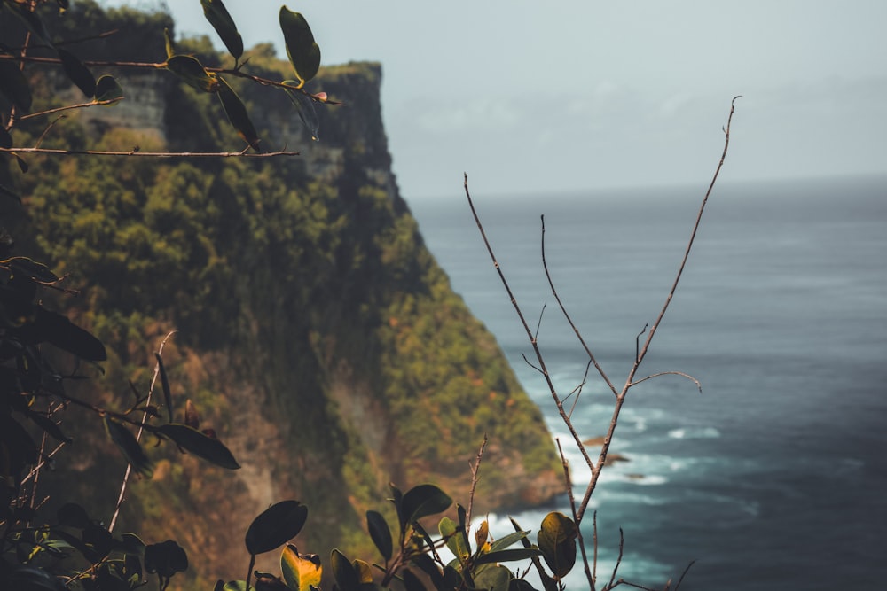 green plant on brown rock formation during daytime