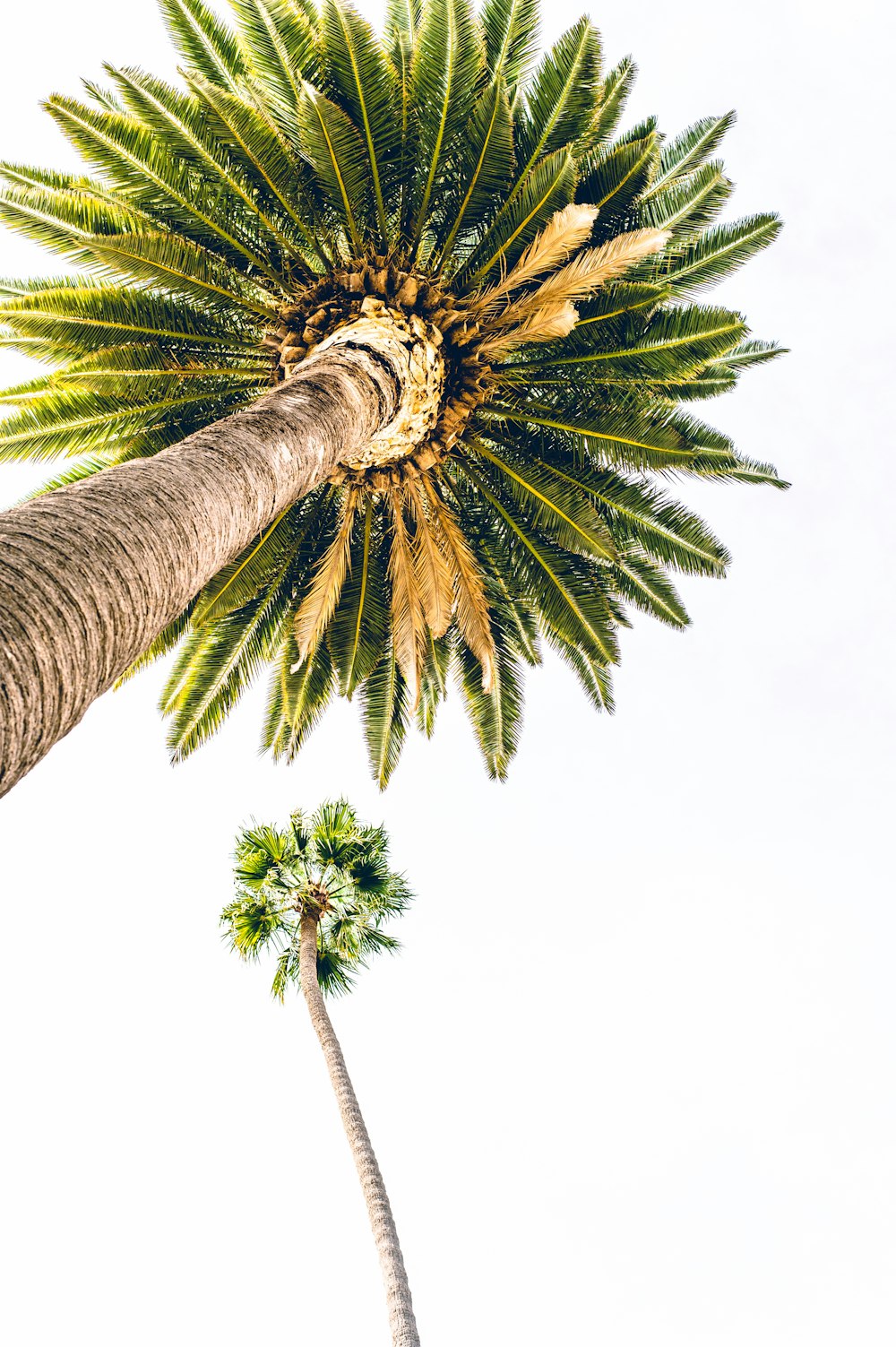 green palm tree under white sky