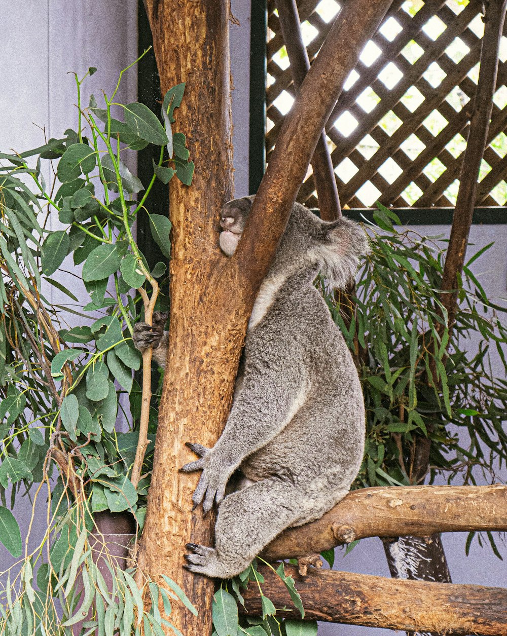grey koala bear on brown tree branch during daytime