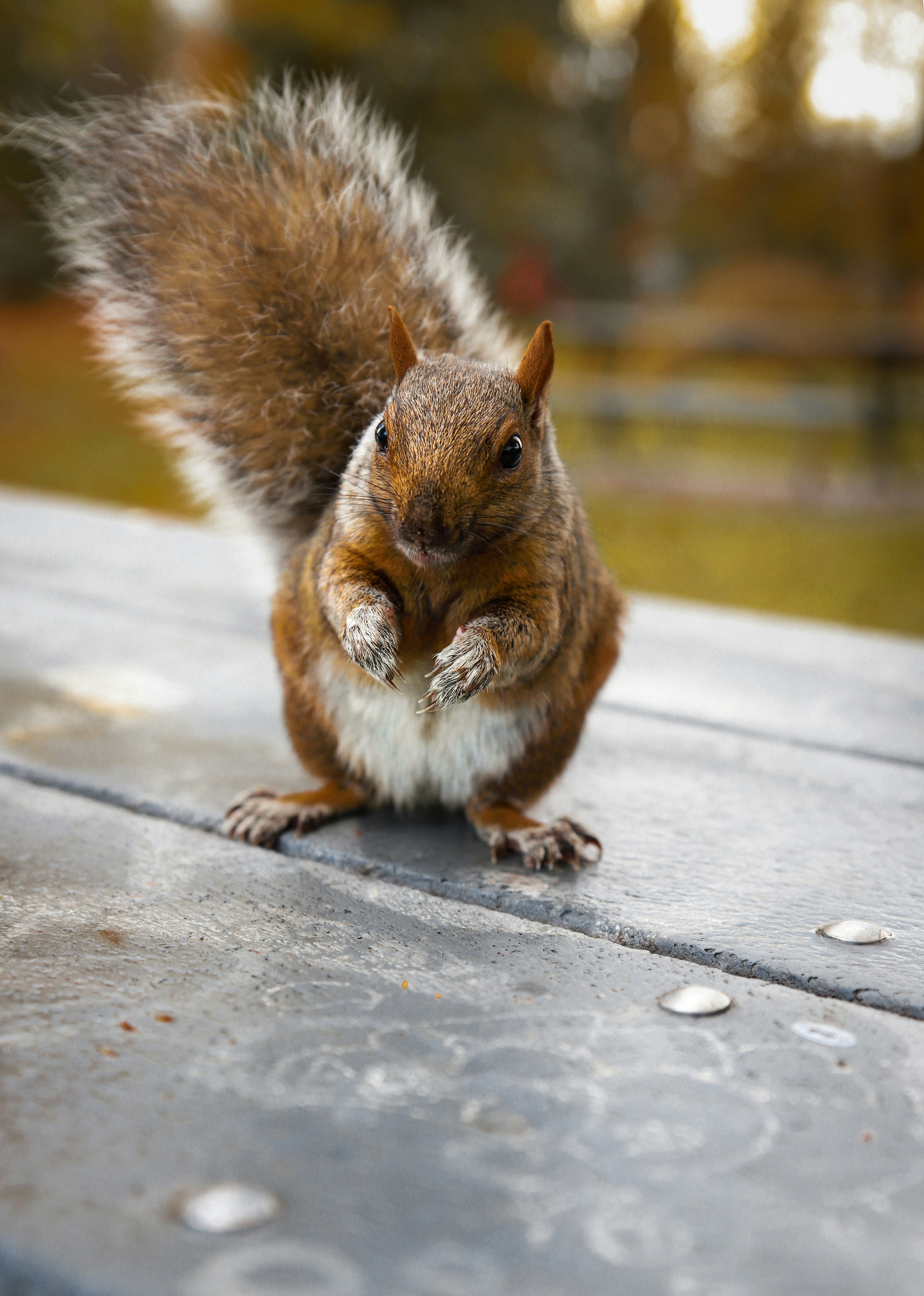 Cute baby brown squirrel standing on a table