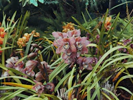 Elegant orchids in full bloom, showcasing delicate petals and vibrant colors.