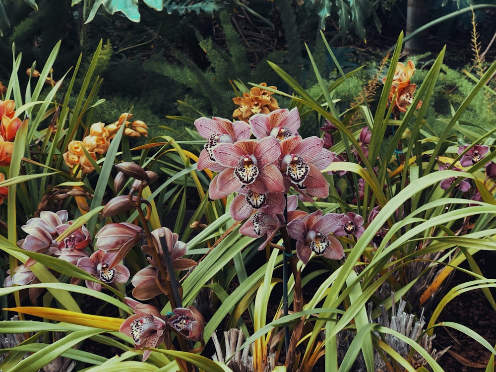 pink and yellow flowers with green leaves