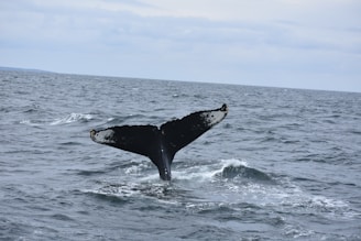 A beautiful sunset over the ocean with a whale tail in the foreground.