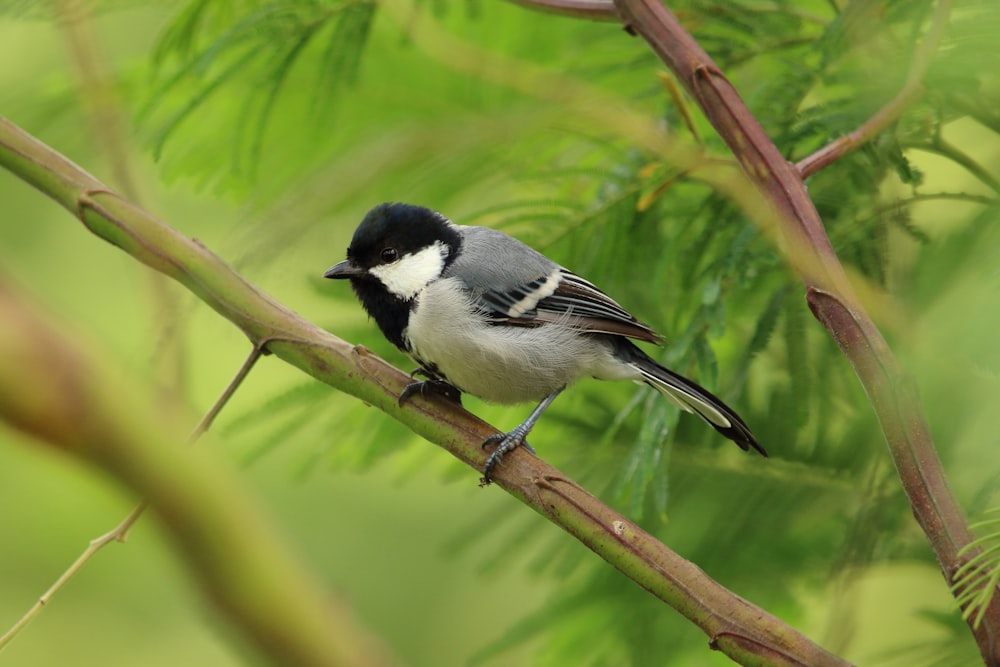 pássaro preto e branco no galho da árvore