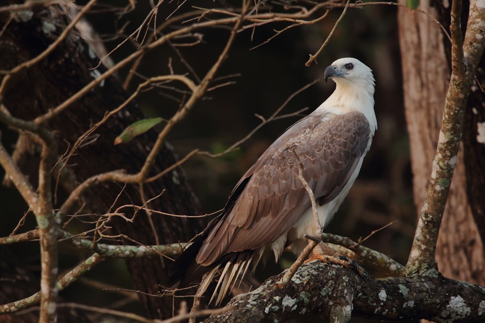 white and brown eagle on brown tree branch