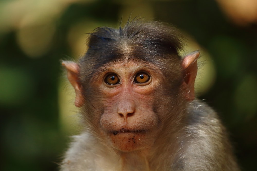 macaco marrom e branco na fotografia de perto