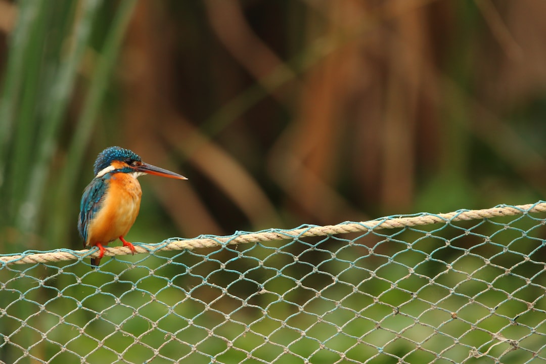 photo of Bangalore Wildlife near ISKCON Temple Bangalore