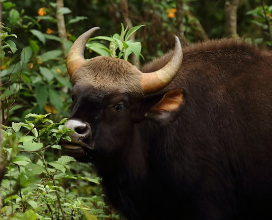 black cow eating green grass during daytime in Ooty India