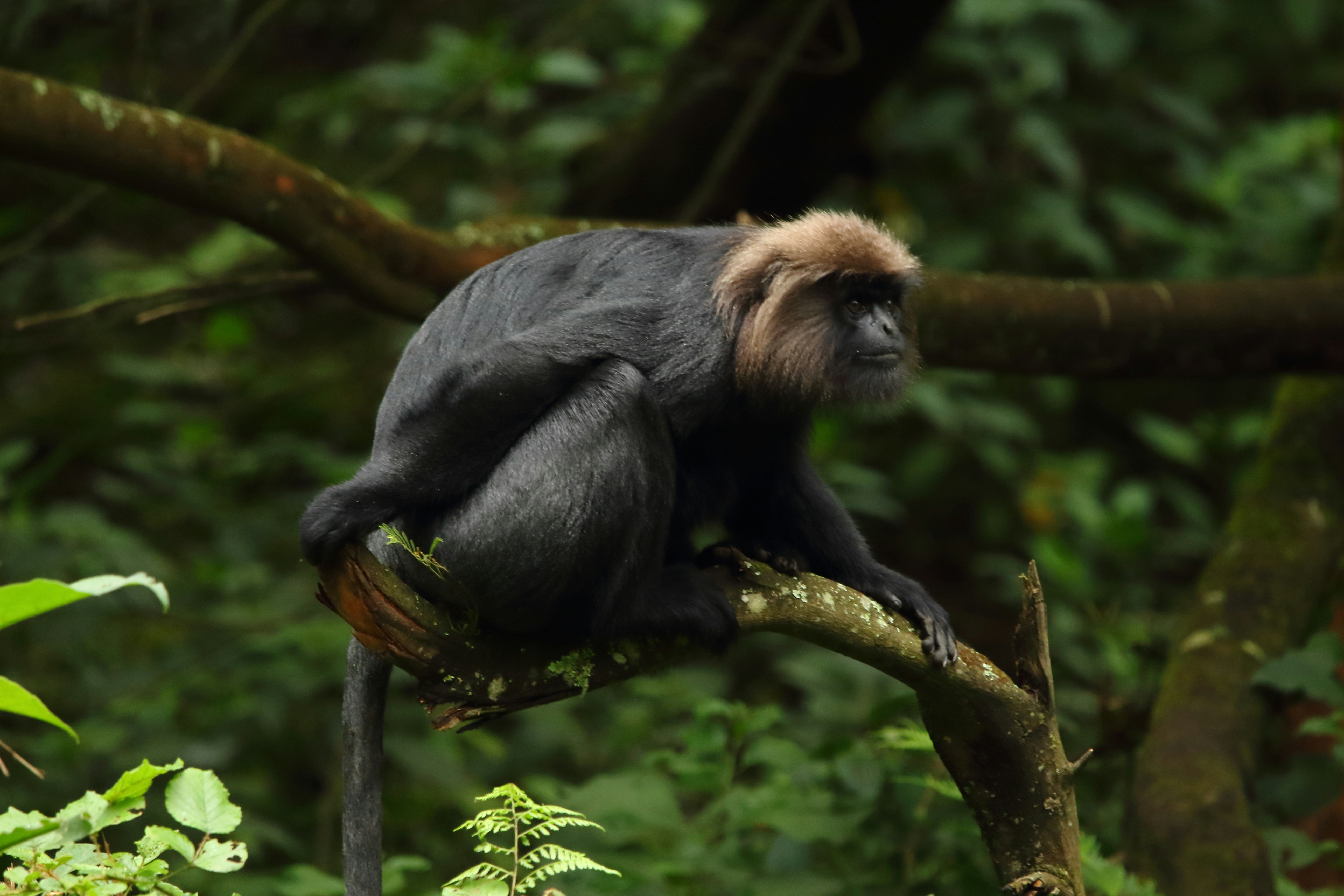 El mono araña: el acróbata de la selva