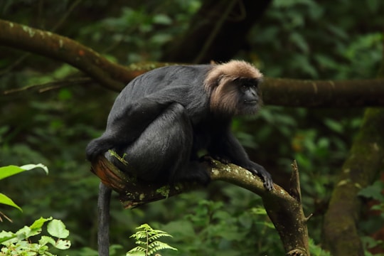 A primate with dark fur and a lighter face is sitting on a tree branch, surrounded by lush green foliage. The environment appears to be a dense forest or jungle with various shades of green in the background.