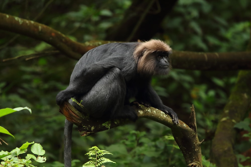 black monkey on tree branch during daytime