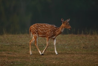 A spotted deer stands in a grassy field, with a backdrop of lush, dark green forest. The deer is alert, with its ears perked up, and appears to be mid-stride.