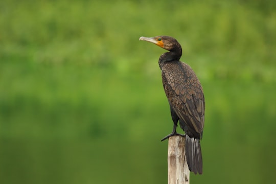 black and brown bird on brown wooden stand during daytime in Bangalore India