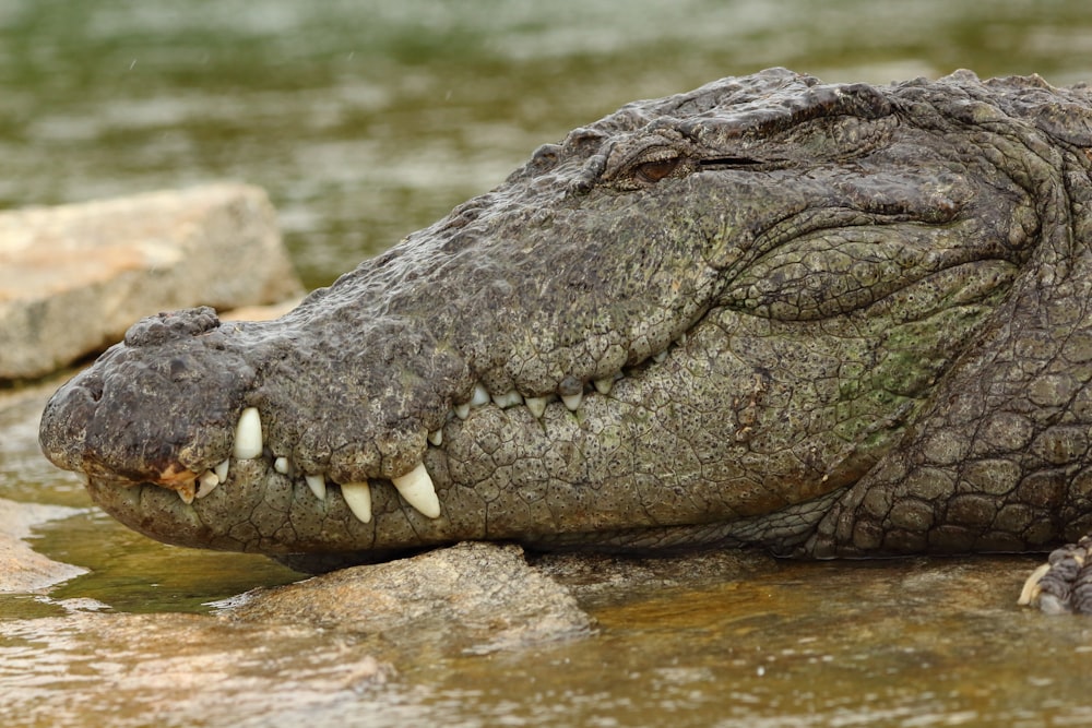 crocodile on body of water during daytime